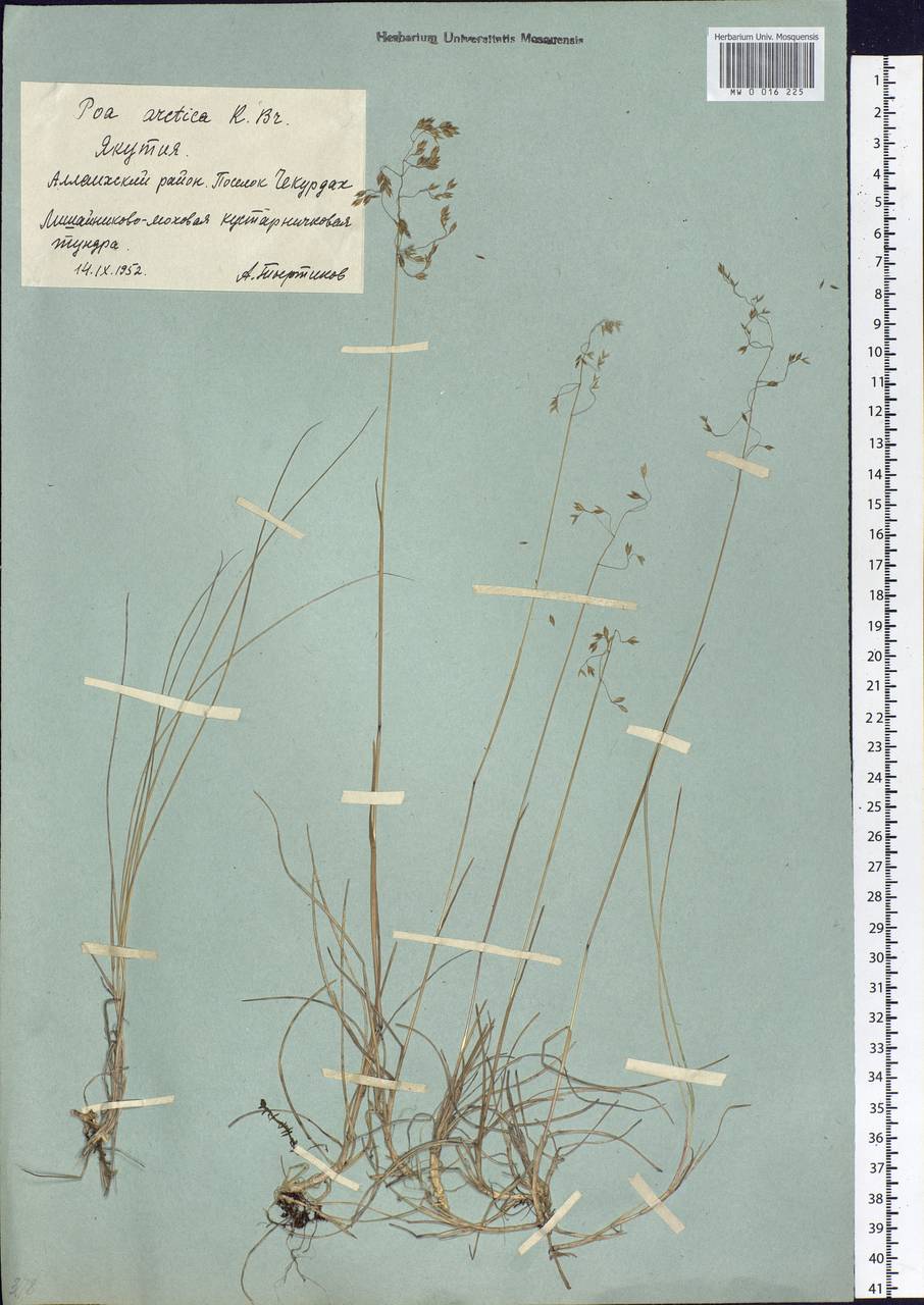 Poa arctica R.Br., Siberia, Yakutia (S5) (Russia)
