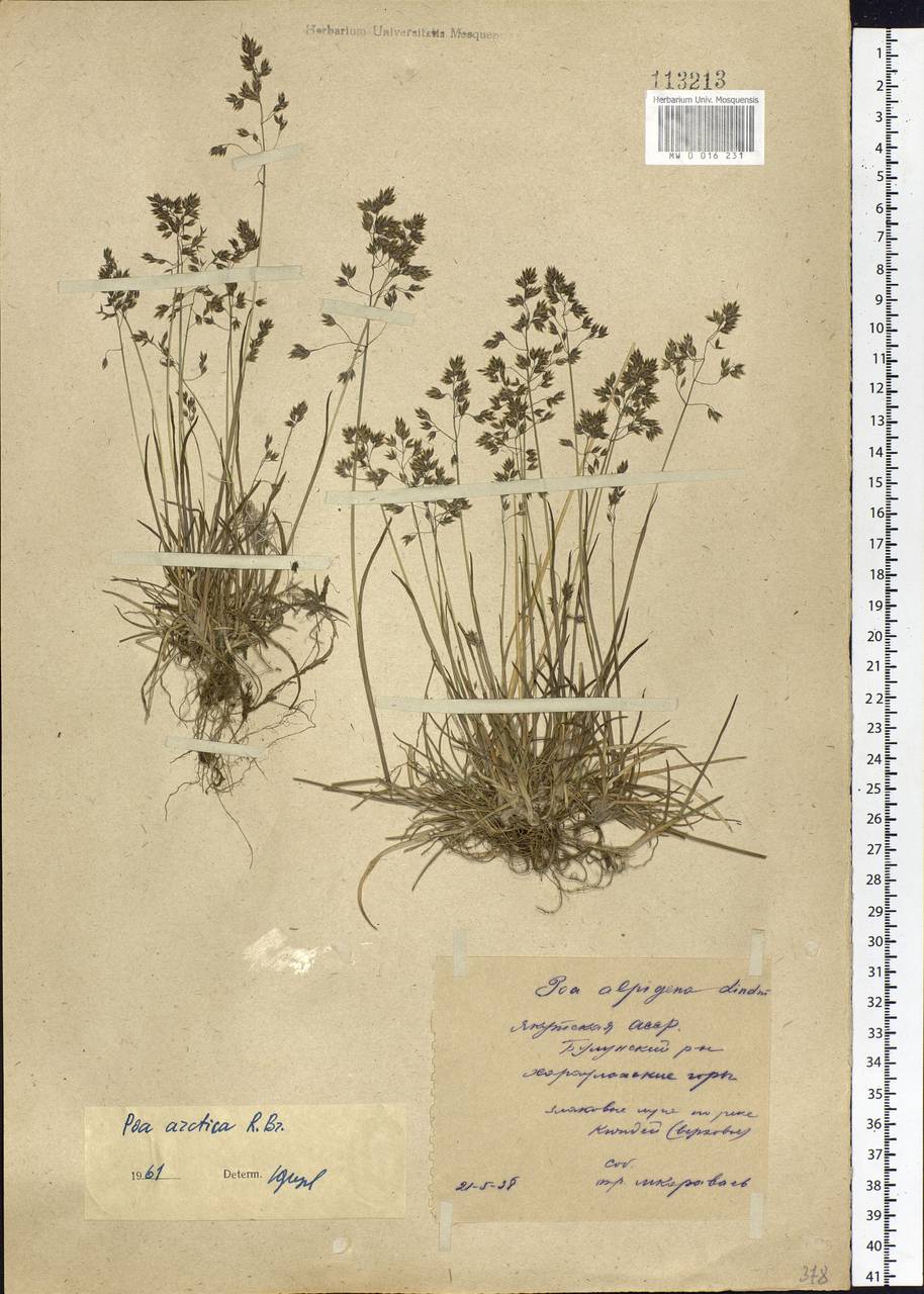 Poa arctica R.Br., Siberia, Yakutia (S5) (Russia)