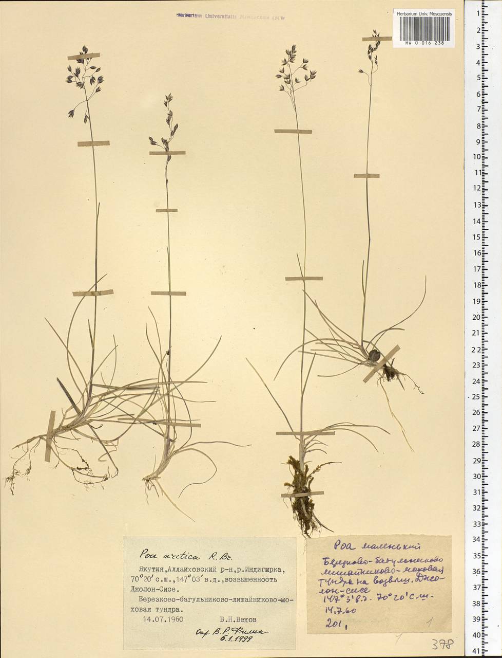 Poa arctica R.Br., Siberia, Yakutia (S5) (Russia)