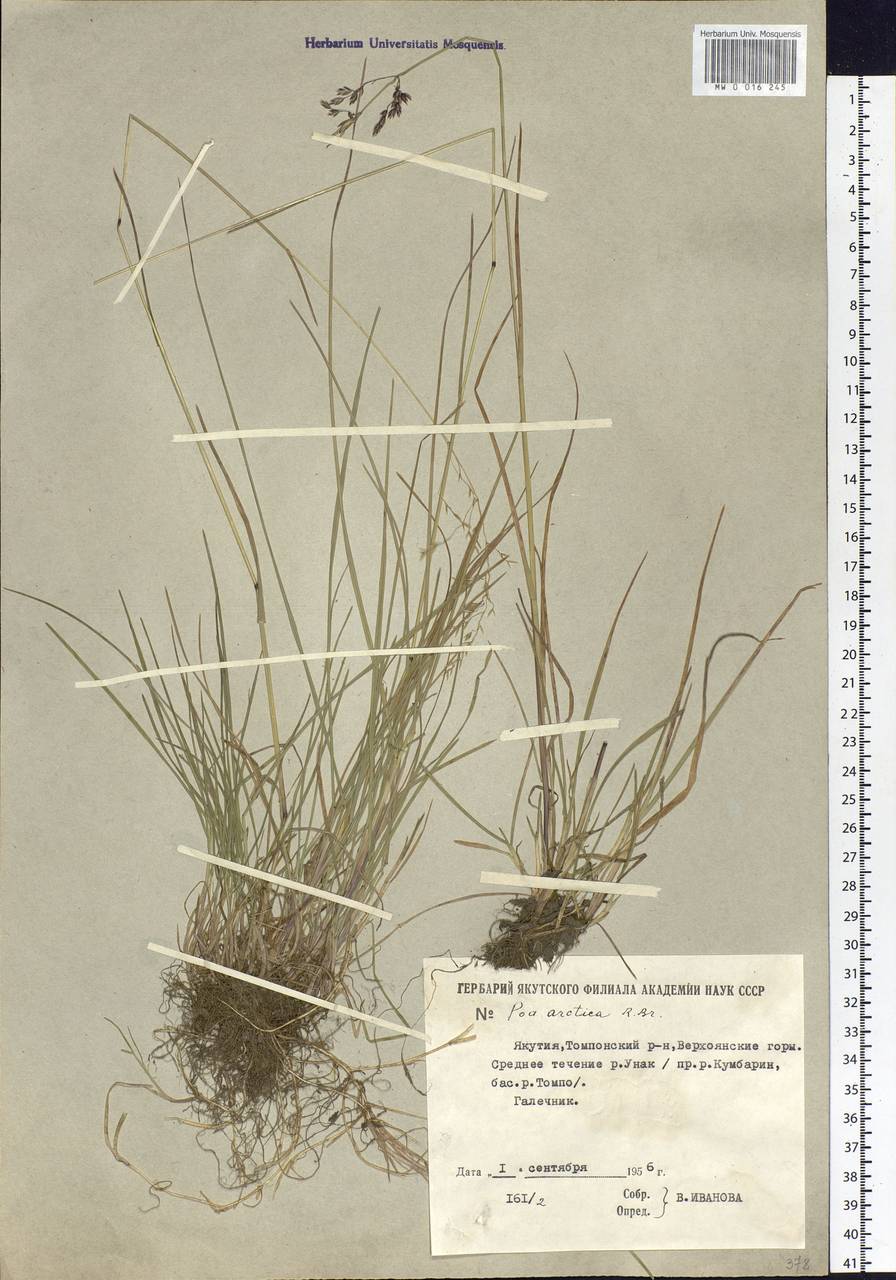 Poa arctica R.Br., Siberia, Yakutia (S5) (Russia)