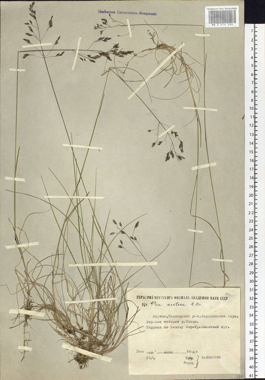 Poa arctica R.Br., Siberia, Yakutia (S5) (Russia)