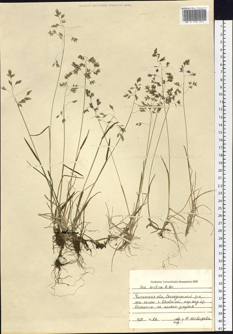 Poa arctica R.Br., Siberia, Baikal & Transbaikal region (S4) (Russia)
