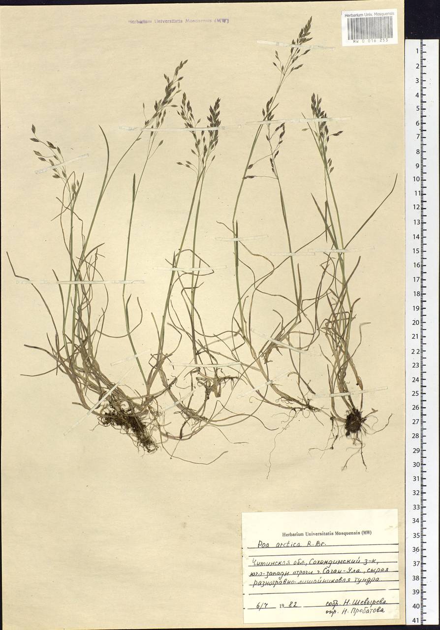 Poa arctica R.Br., Siberia, Baikal & Transbaikal region (S4) (Russia)