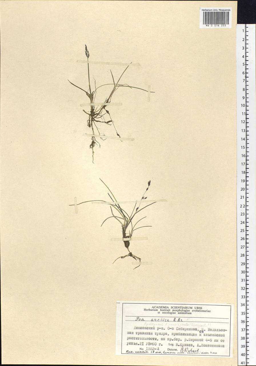 Poa arctica R.Br., Siberia, Central Siberia (S3) (Russia)