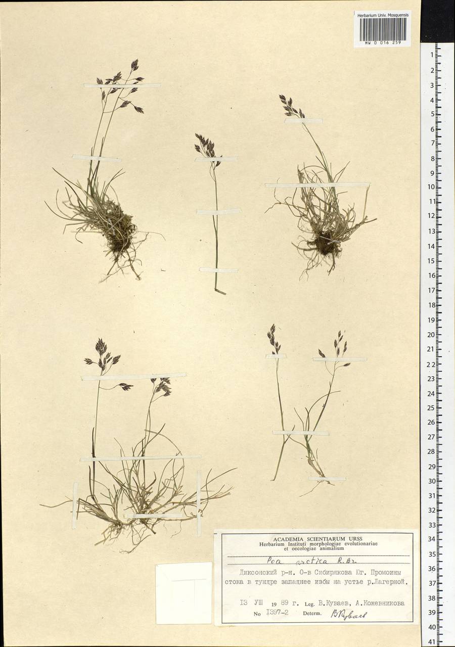 Poa arctica R.Br., Siberia, Central Siberia (S3) (Russia)
