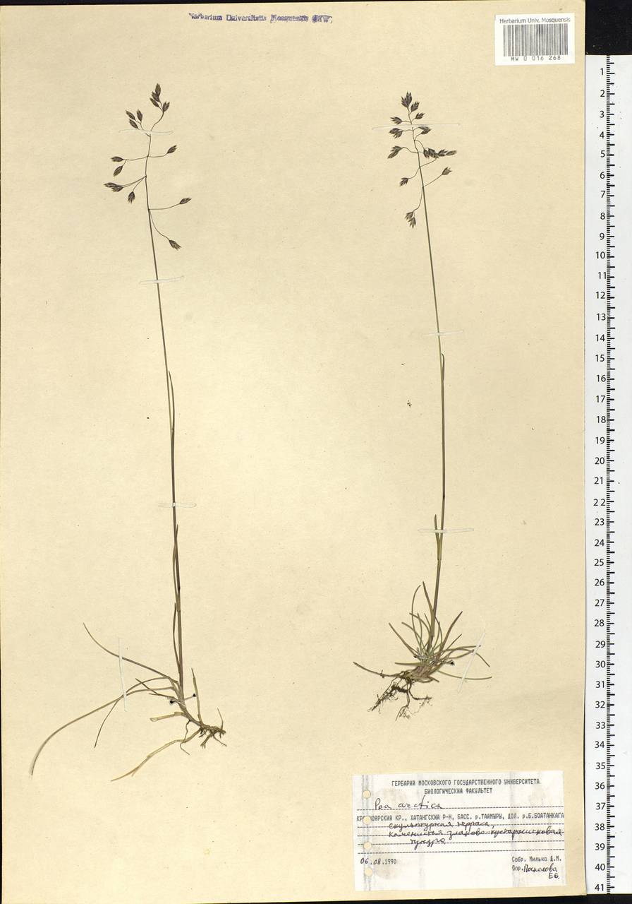Poa arctica R.Br., Siberia, Central Siberia (S3) (Russia)