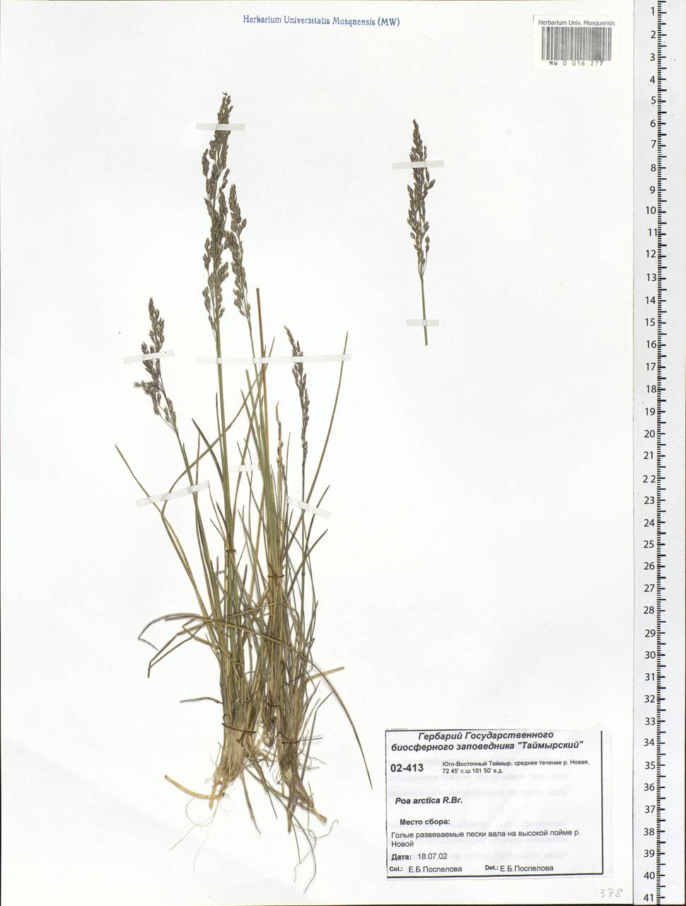 Poa arctica R.Br., Siberia, Central Siberia (S3) (Russia)