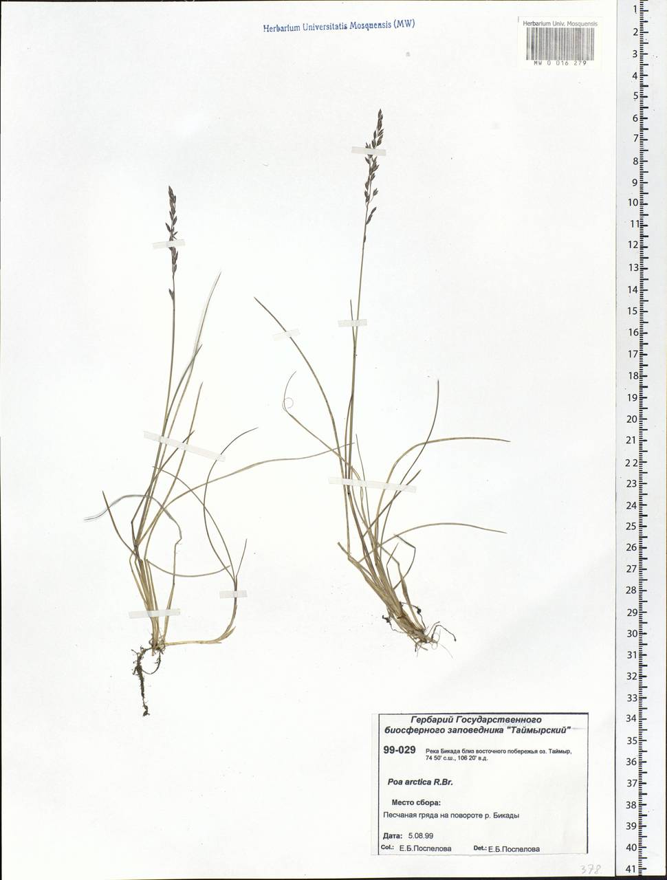 Poa arctica R.Br., Siberia, Central Siberia (S3) (Russia)