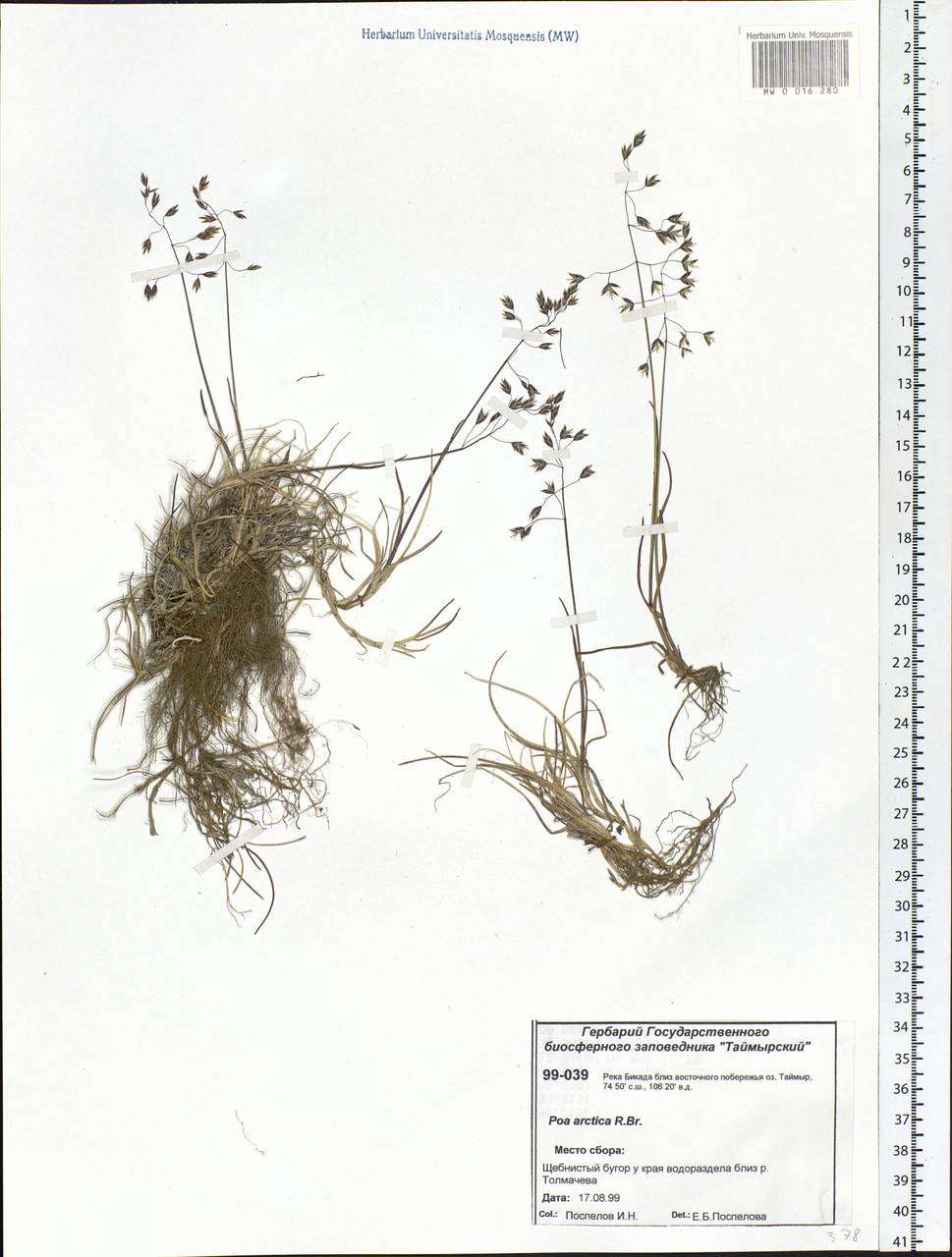 Poa arctica R.Br., Siberia, Central Siberia (S3) (Russia)