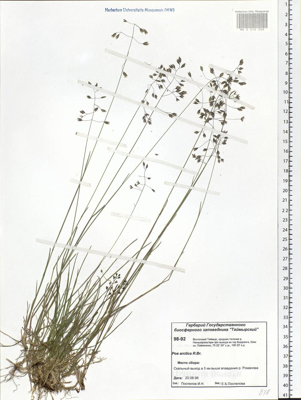 Poa arctica R.Br., Siberia, Central Siberia (S3) (Russia)