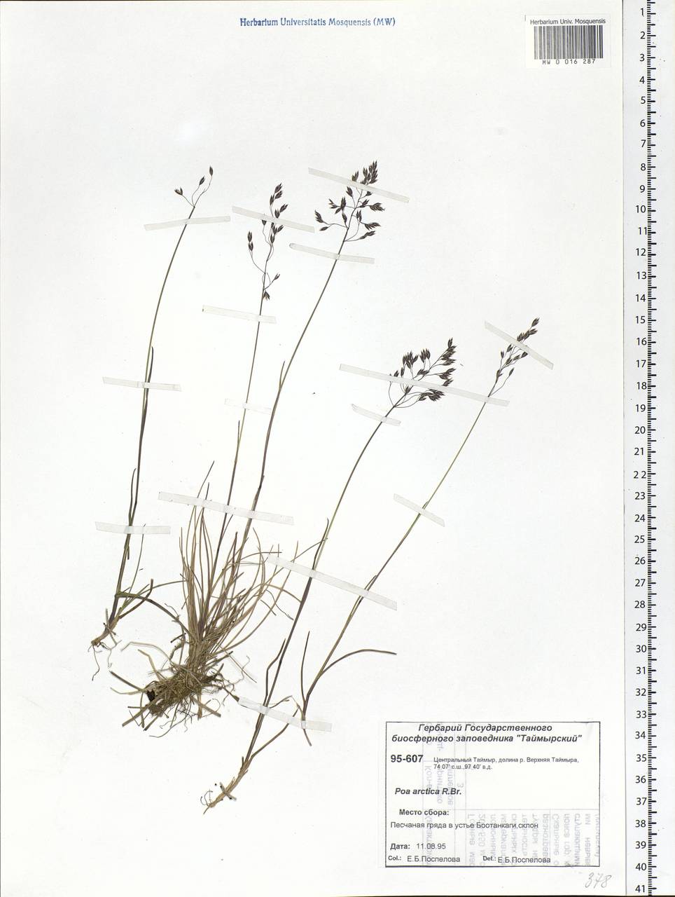 Poa arctica R.Br., Siberia, Central Siberia (S3) (Russia)