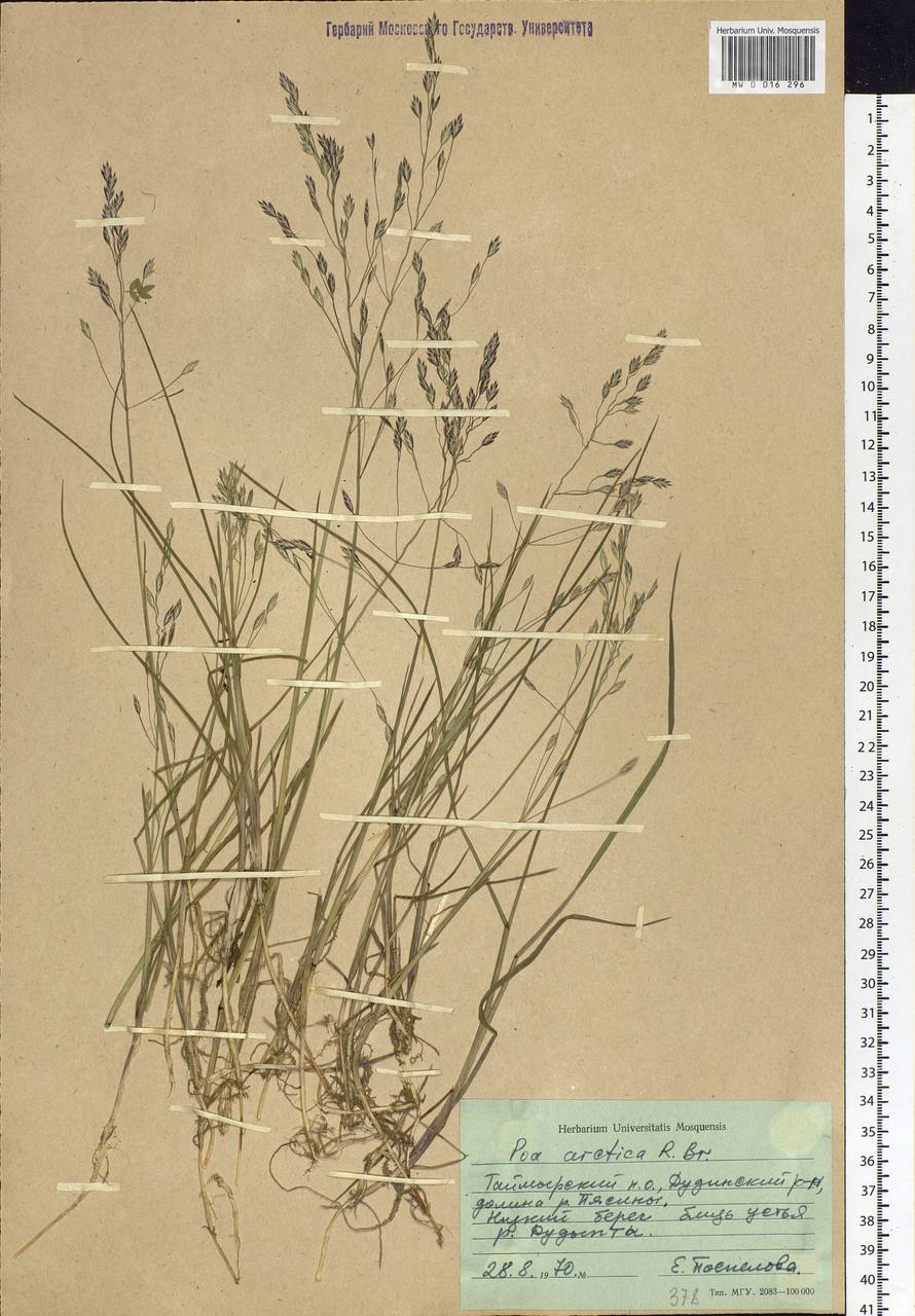 Poa arctica R.Br., Siberia, Central Siberia (S3) (Russia)