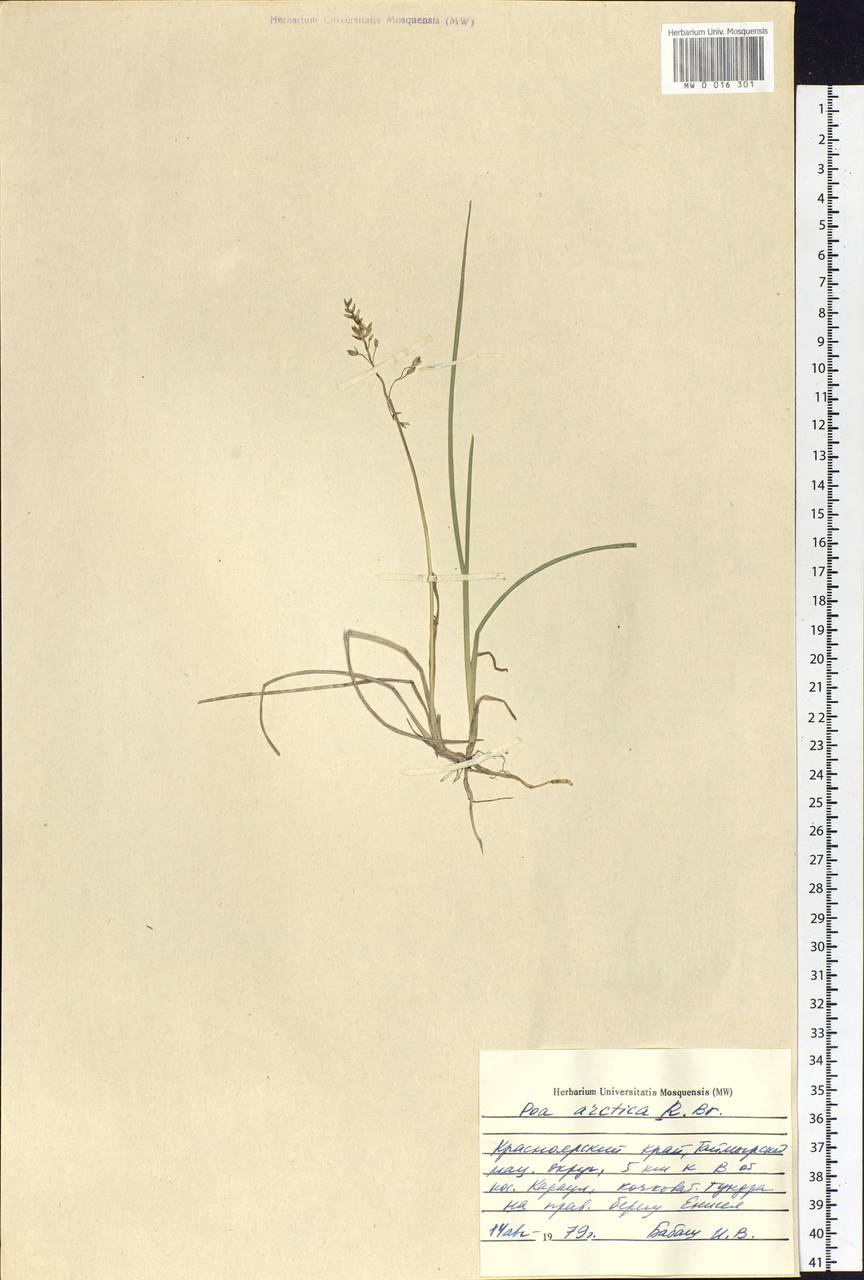 Poa arctica R.Br., Siberia, Central Siberia (S3) (Russia)