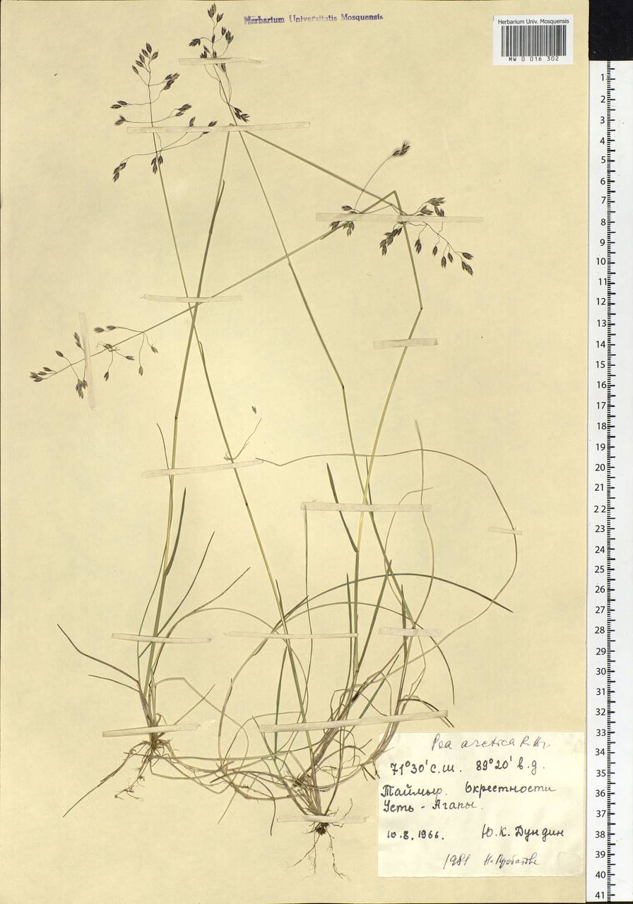 Poa arctica R.Br., Siberia, Central Siberia (S3) (Russia)