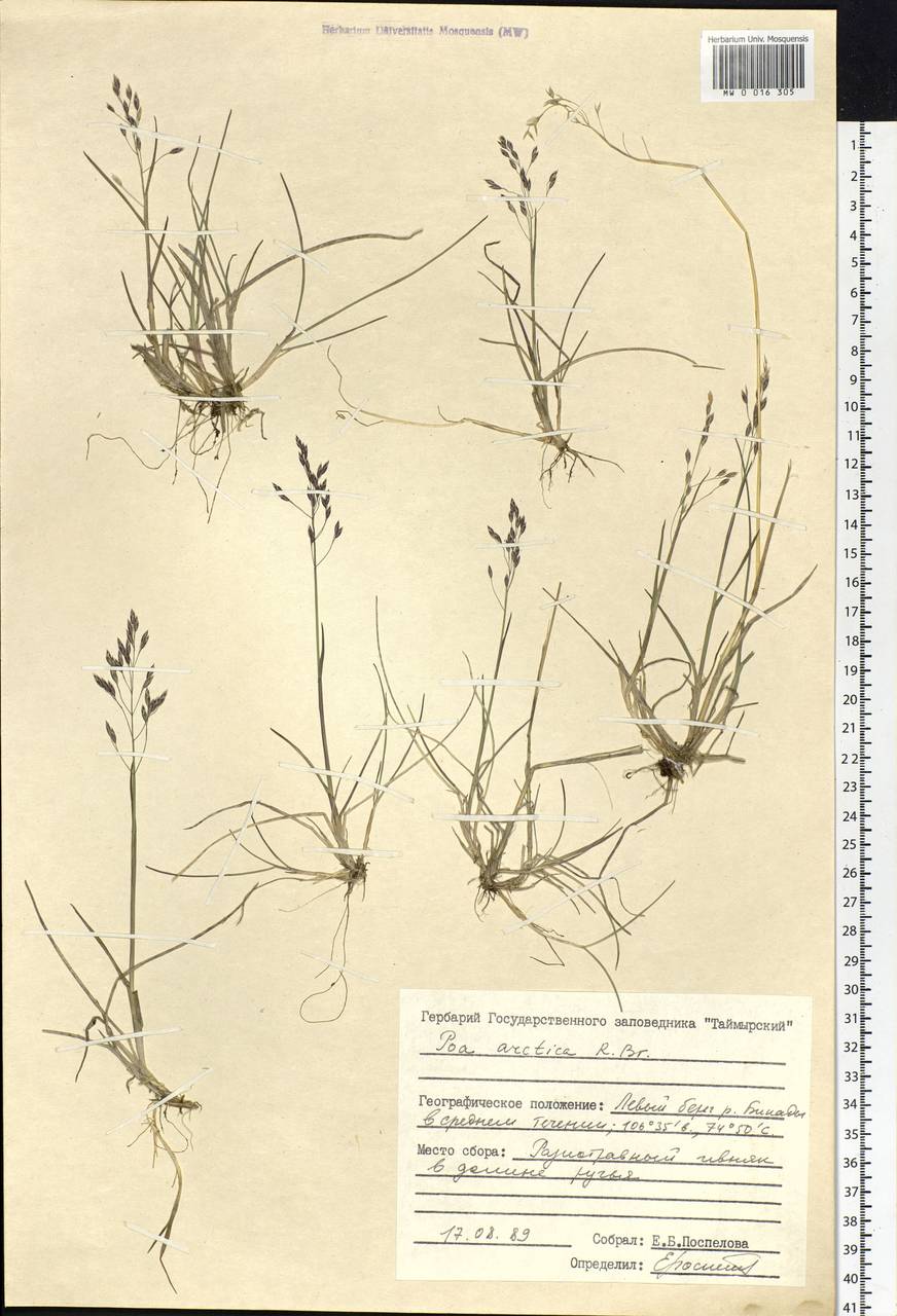 Poa arctica R.Br., Siberia, Central Siberia (S3) (Russia)