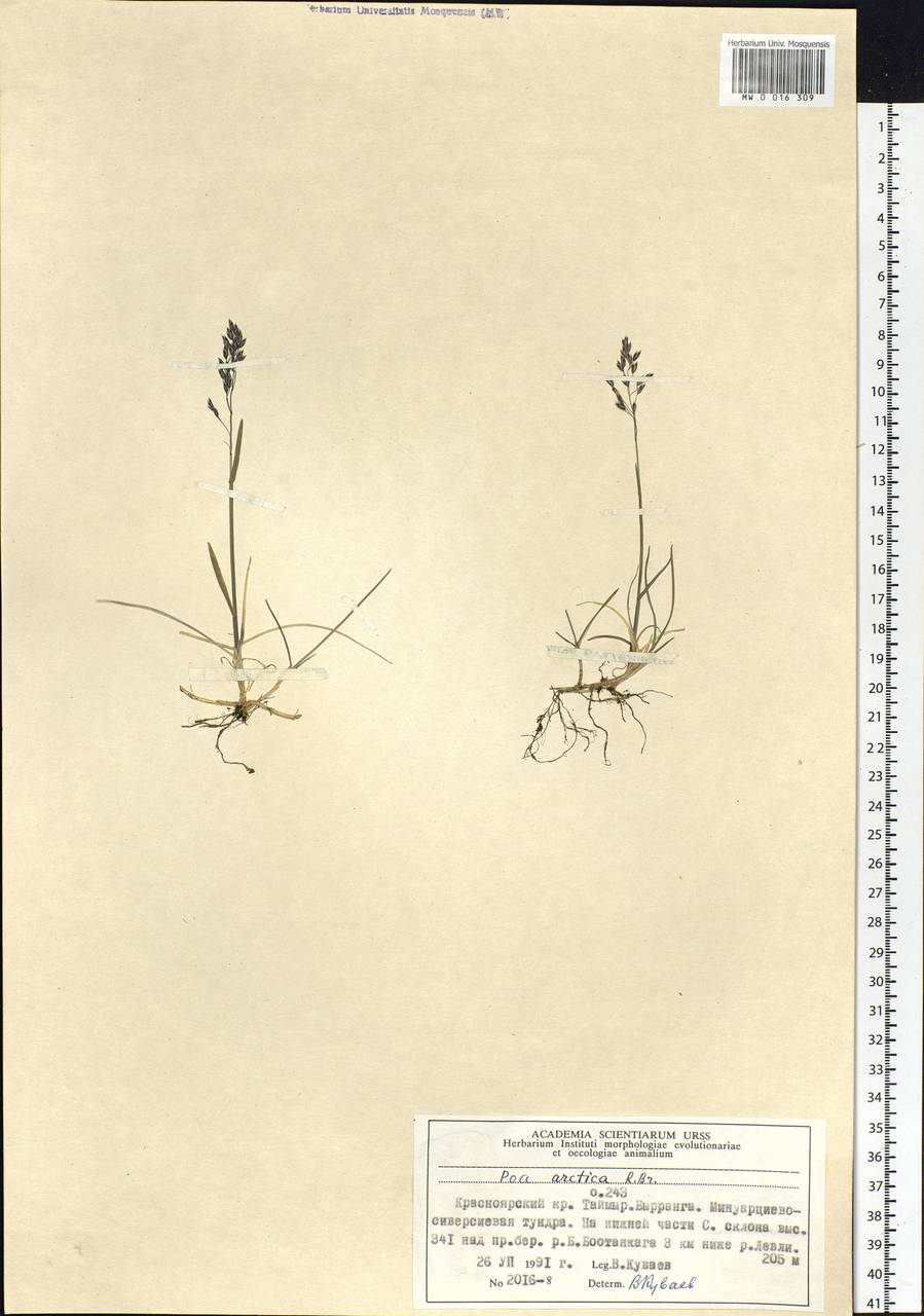 Poa arctica R.Br., Siberia, Central Siberia (S3) (Russia)