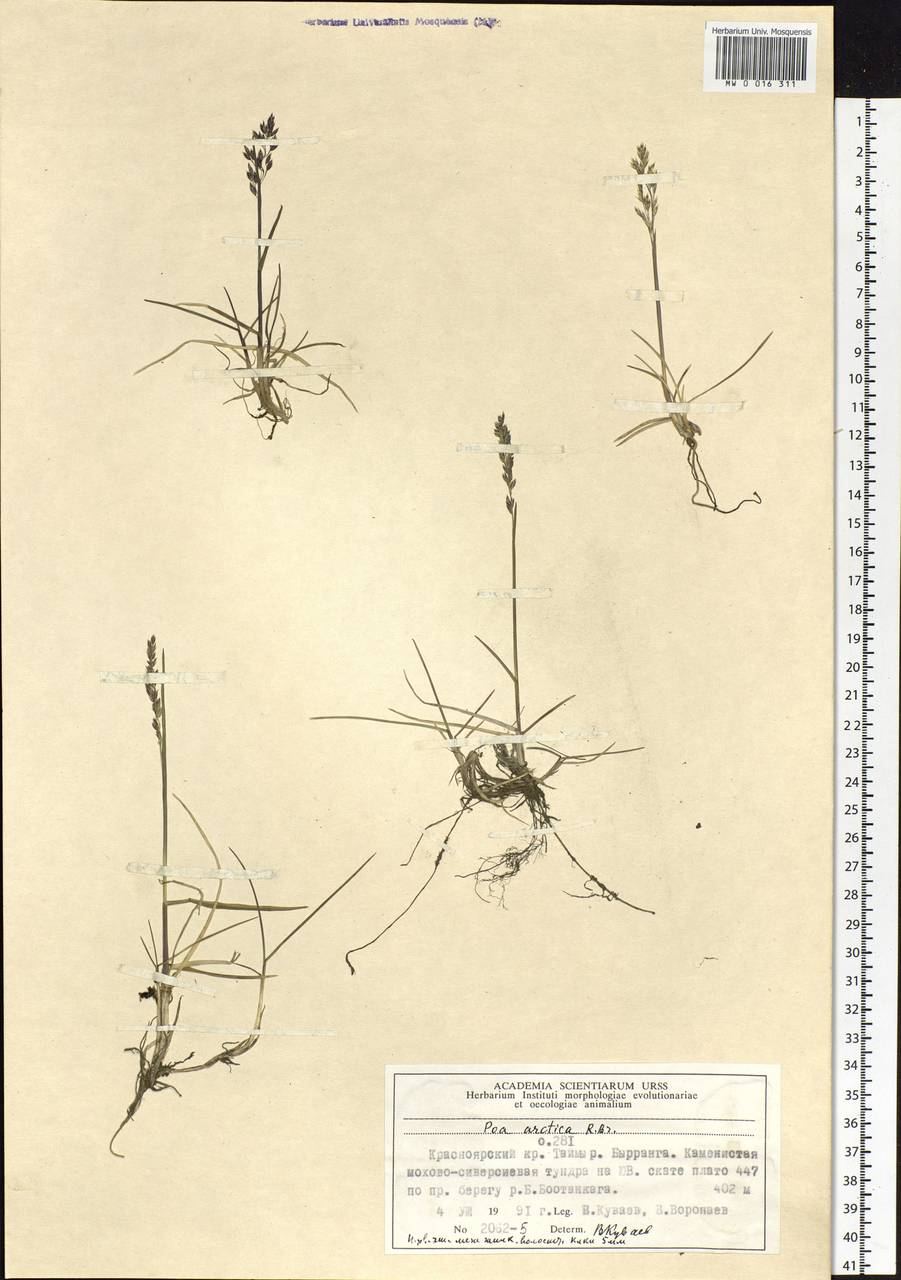 Poa arctica R.Br., Siberia, Central Siberia (S3) (Russia)