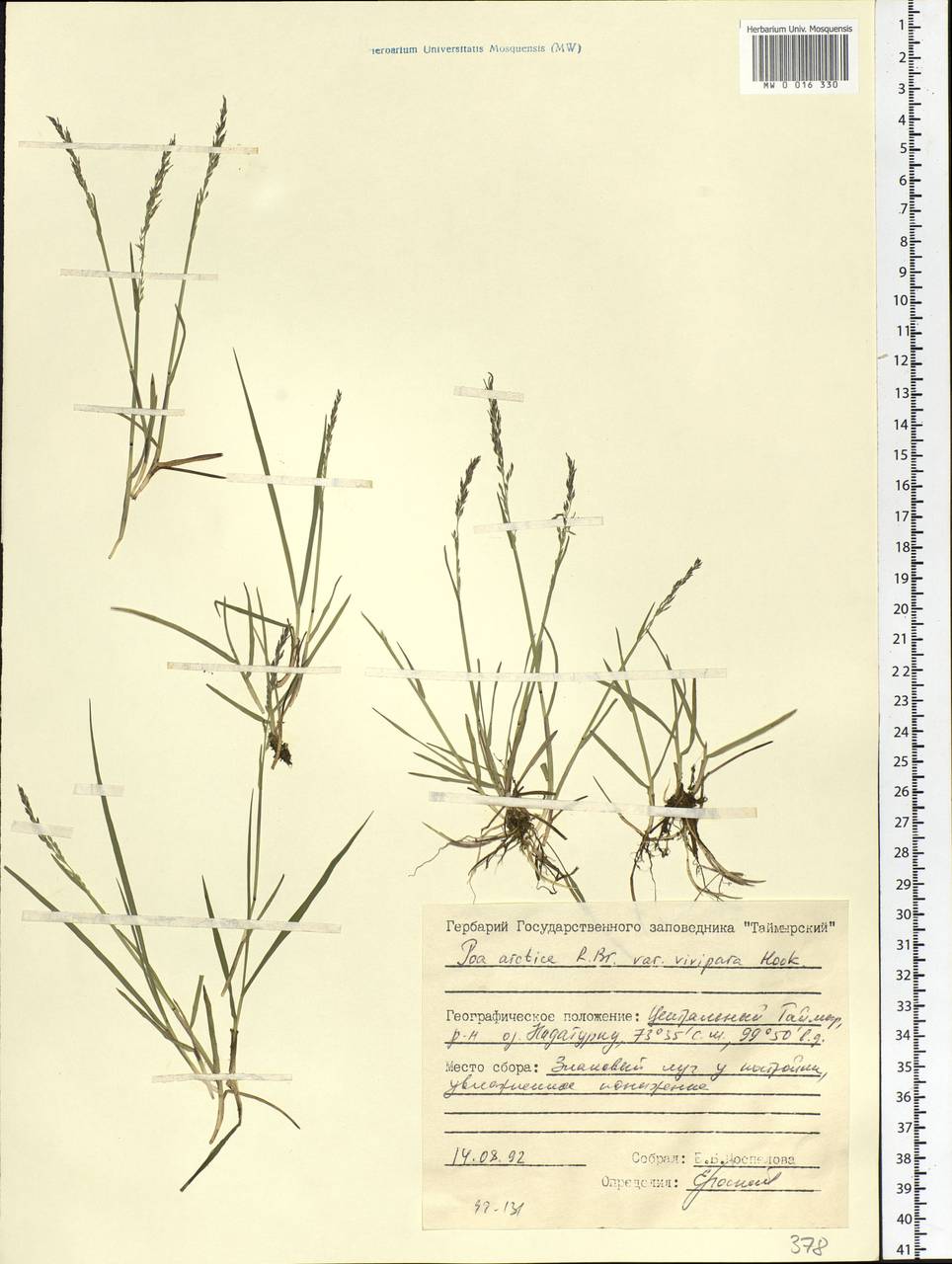Poa arctica R.Br., Siberia, Central Siberia (S3) (Russia)