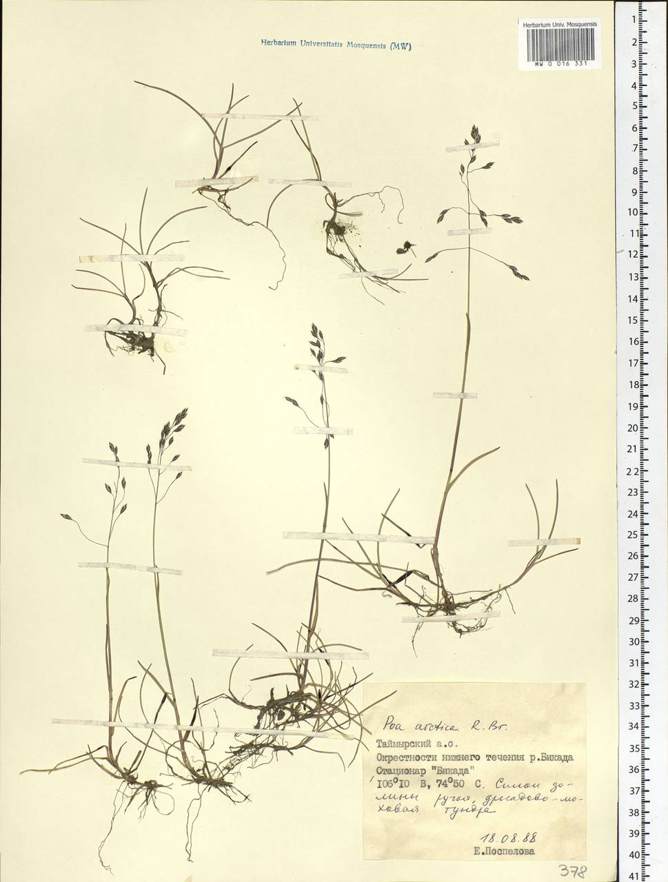 Poa arctica R.Br., Siberia, Central Siberia (S3) (Russia)