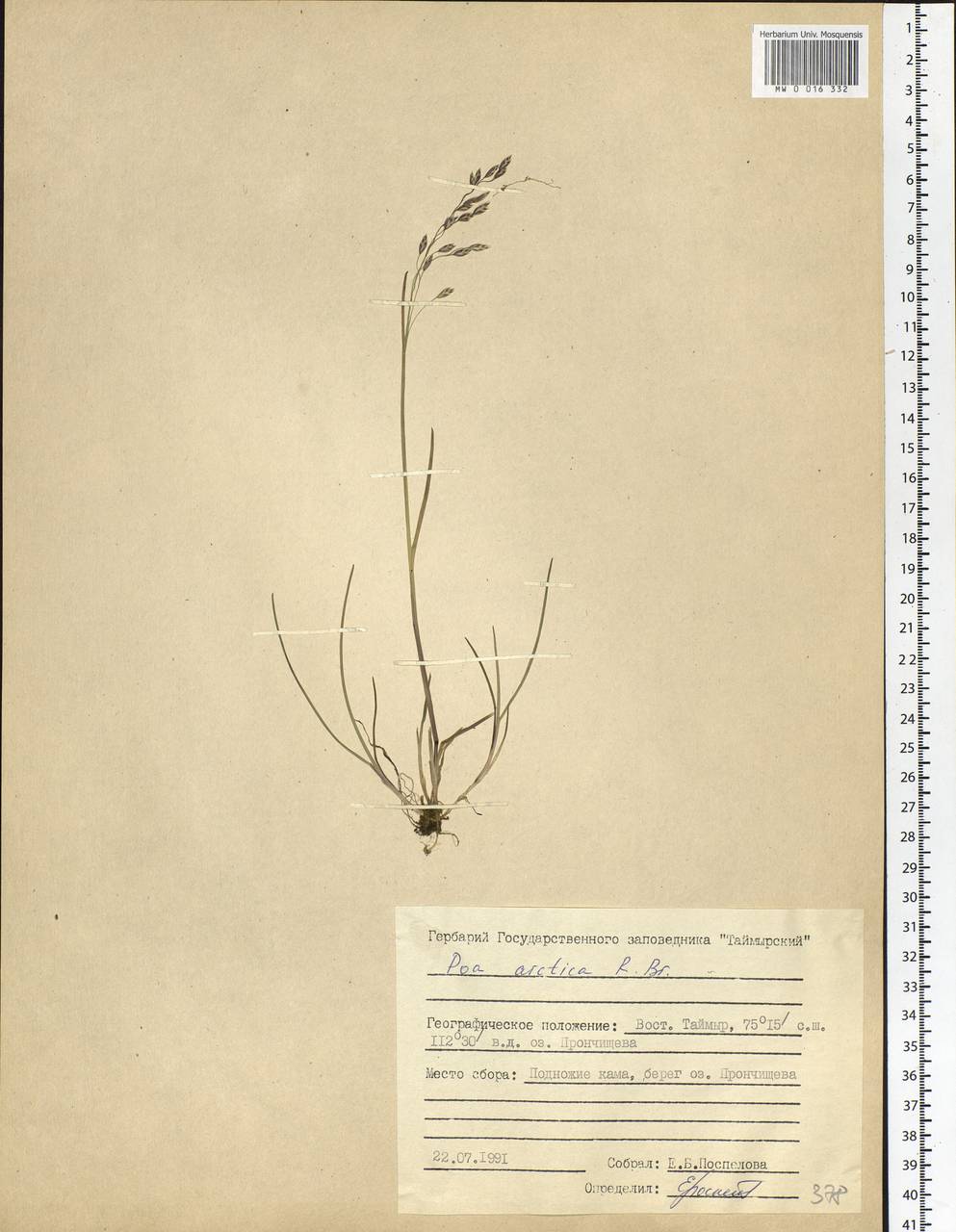 Poa arctica R.Br., Siberia, Central Siberia (S3) (Russia)