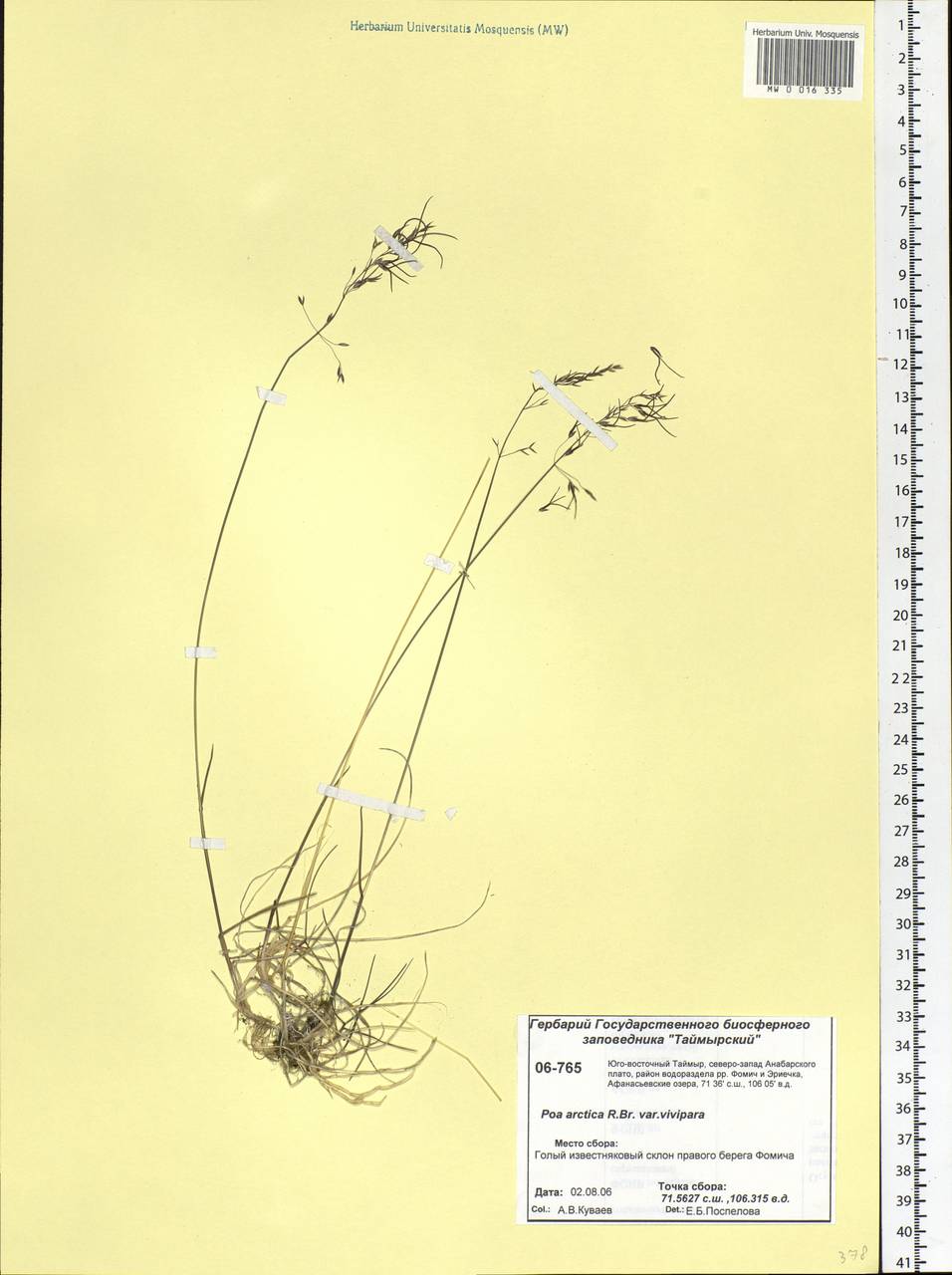 Poa arctica R.Br., Siberia, Central Siberia (S3) (Russia)