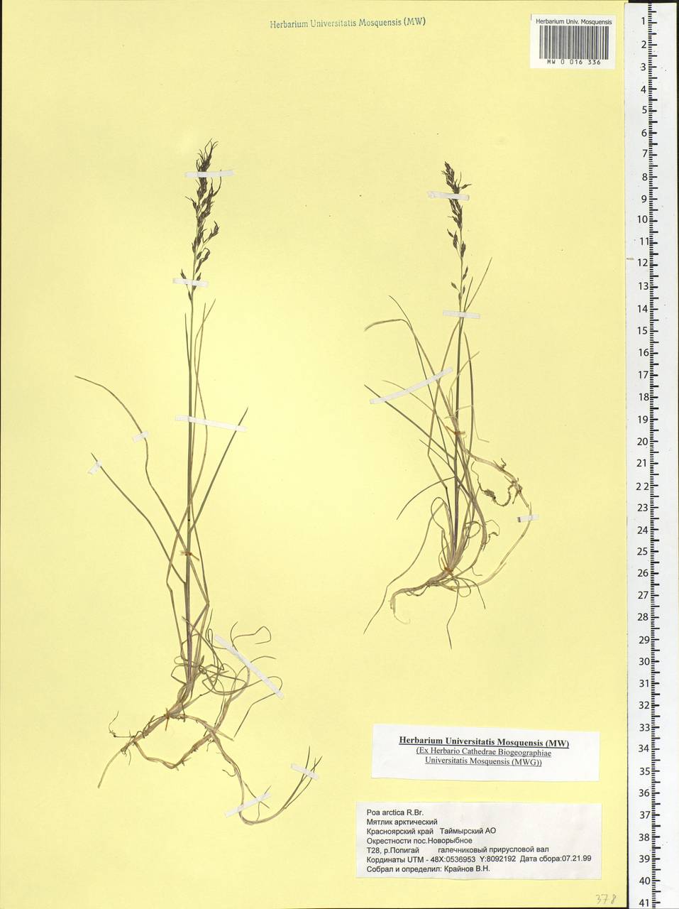 Poa arctica R.Br., Siberia, Central Siberia (S3) (Russia)