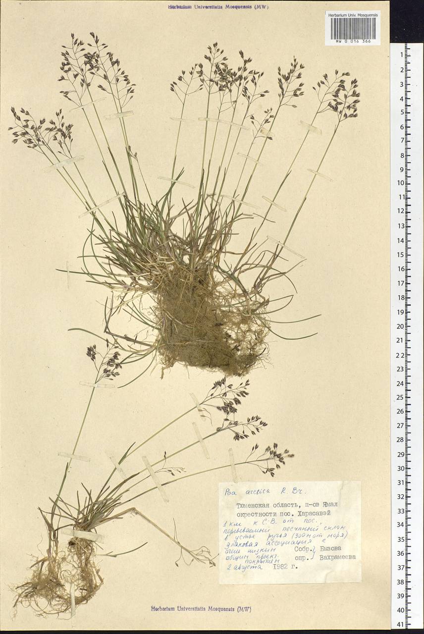 Poa arctica R.Br., Siberia, Western Siberia (S1) (Russia)