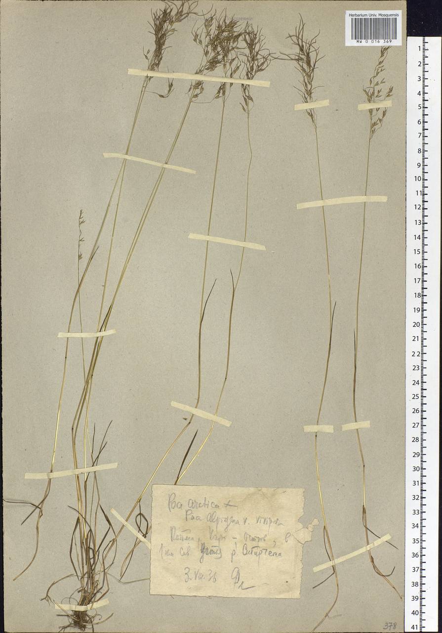 Poa arctica R.Br., Eastern Europe, Northern region (E1) (Russia)