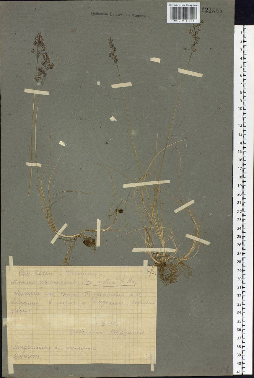 Poa arctica R.Br., Eastern Europe, Northern region (E1) (Russia)