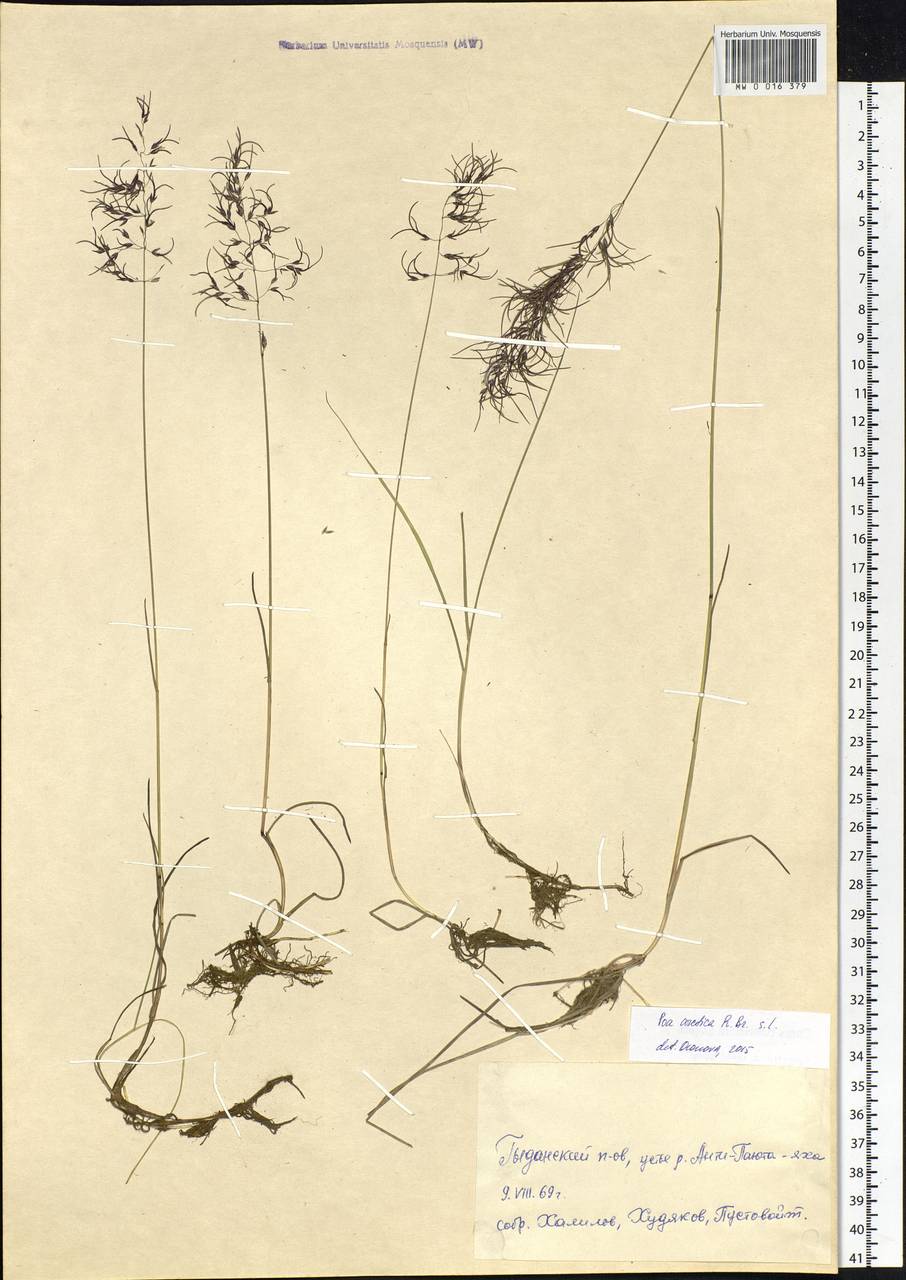 Poa arctica R.Br., Siberia, Western Siberia (S1) (Russia)