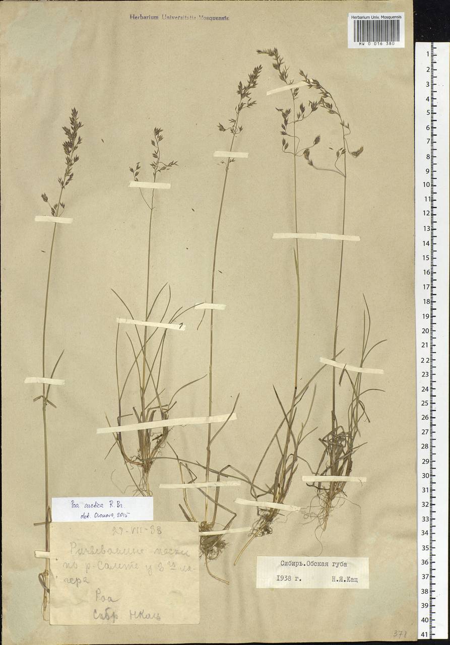 Poa arctica R.Br., Siberia, Western Siberia (S1) (Russia)