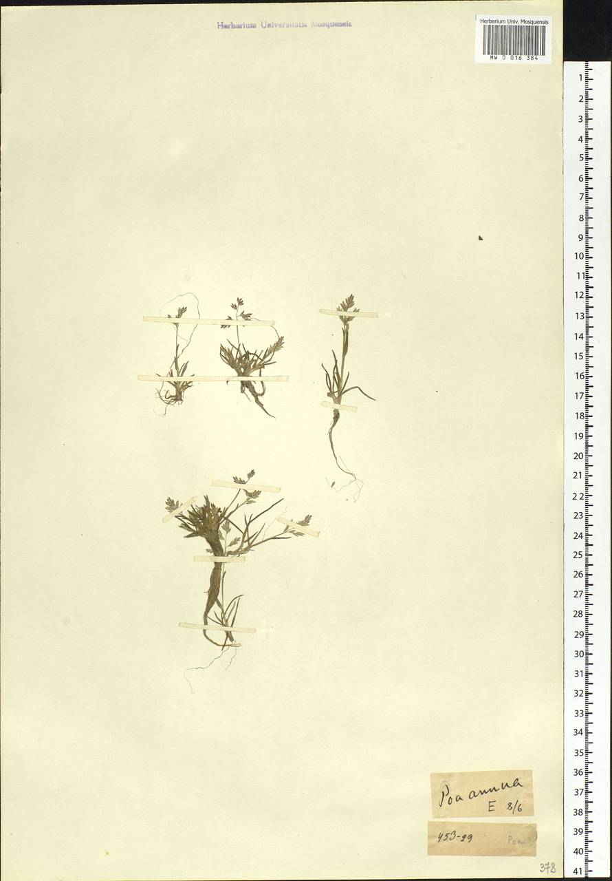 Poa annua L., Siberia, Chukotka & Kamchatka (S7) (Russia)