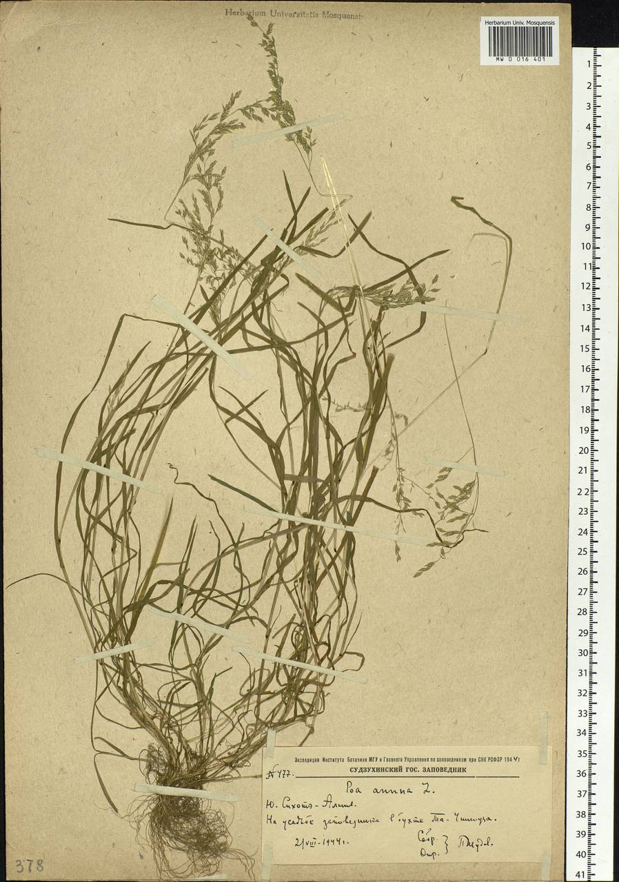 Poa annua L., Siberia, Russian Far East (S6) (Russia)