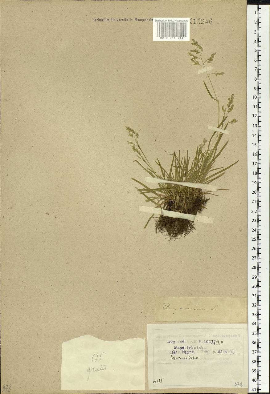 Poa annua L., Siberia, Baikal & Transbaikal region (S4) (Russia)