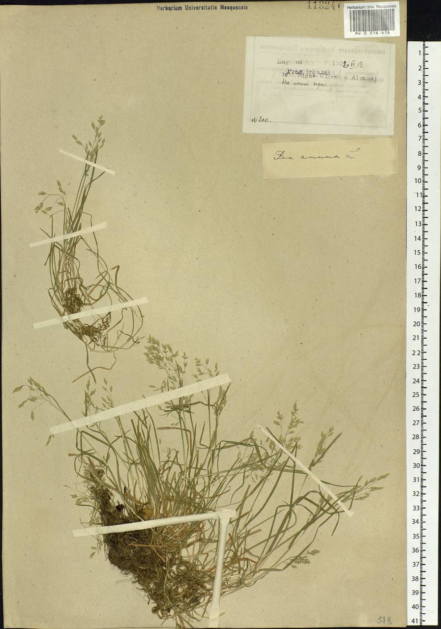 Poa annua L., Siberia, Baikal & Transbaikal region (S4) (Russia)