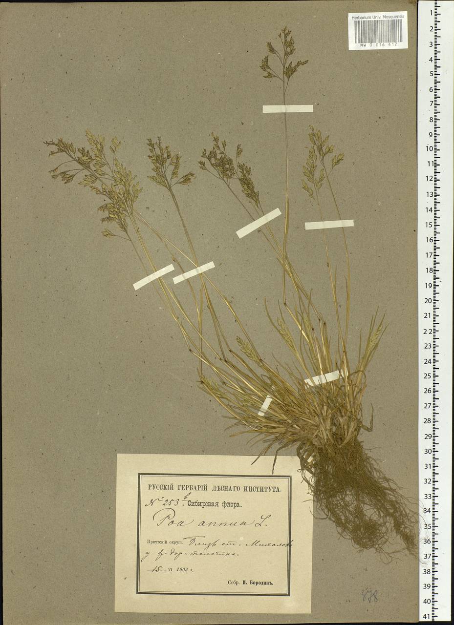 Poa annua L., Siberia, Baikal & Transbaikal region (S4) (Russia)