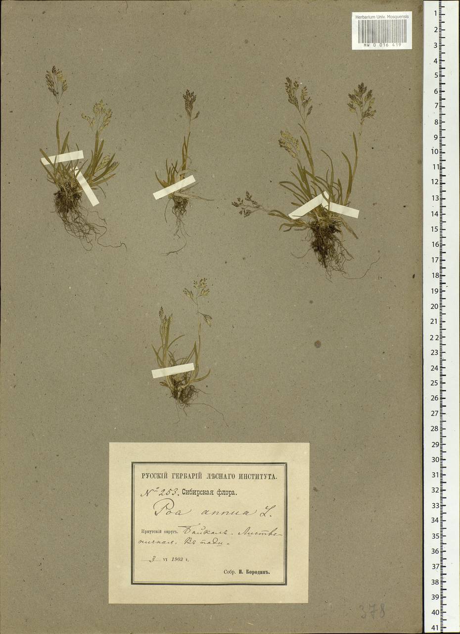 Poa annua L., Siberia, Baikal & Transbaikal region (S4) (Russia)