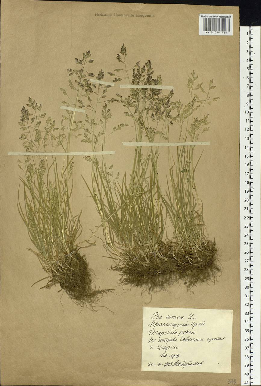 Poa annua L., Siberia, Central Siberia (S3) (Russia)