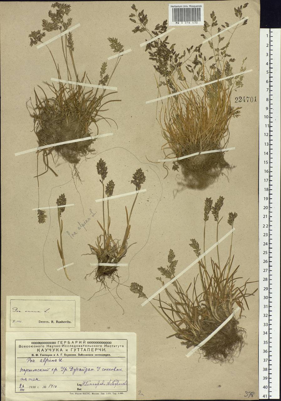 Poa annua L., Siberia, Western (Kazakhstan) Altai Mountains (S2a) (Kazakhstan)