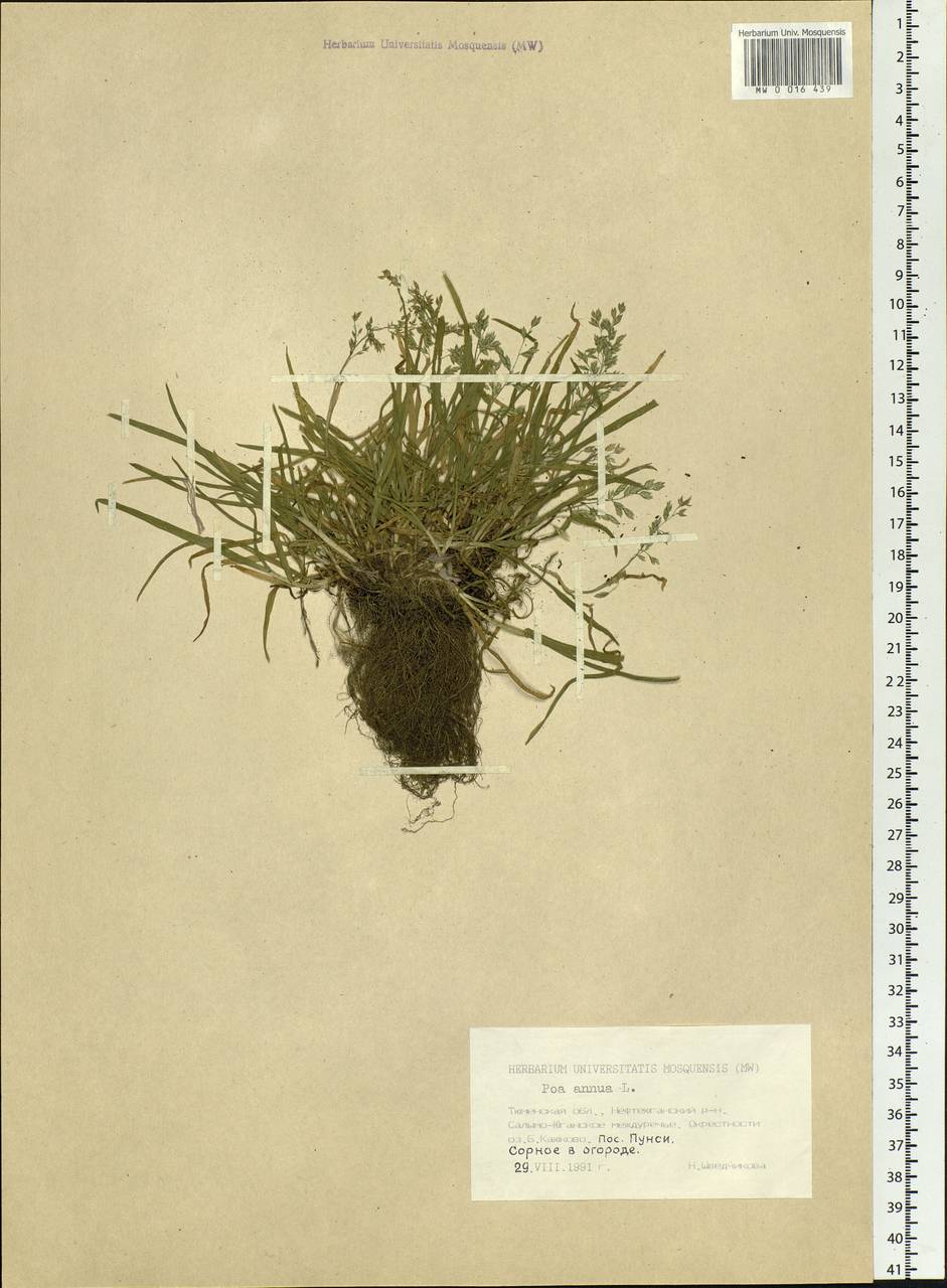 Poa annua L., Siberia, Western Siberia (S1) (Russia)