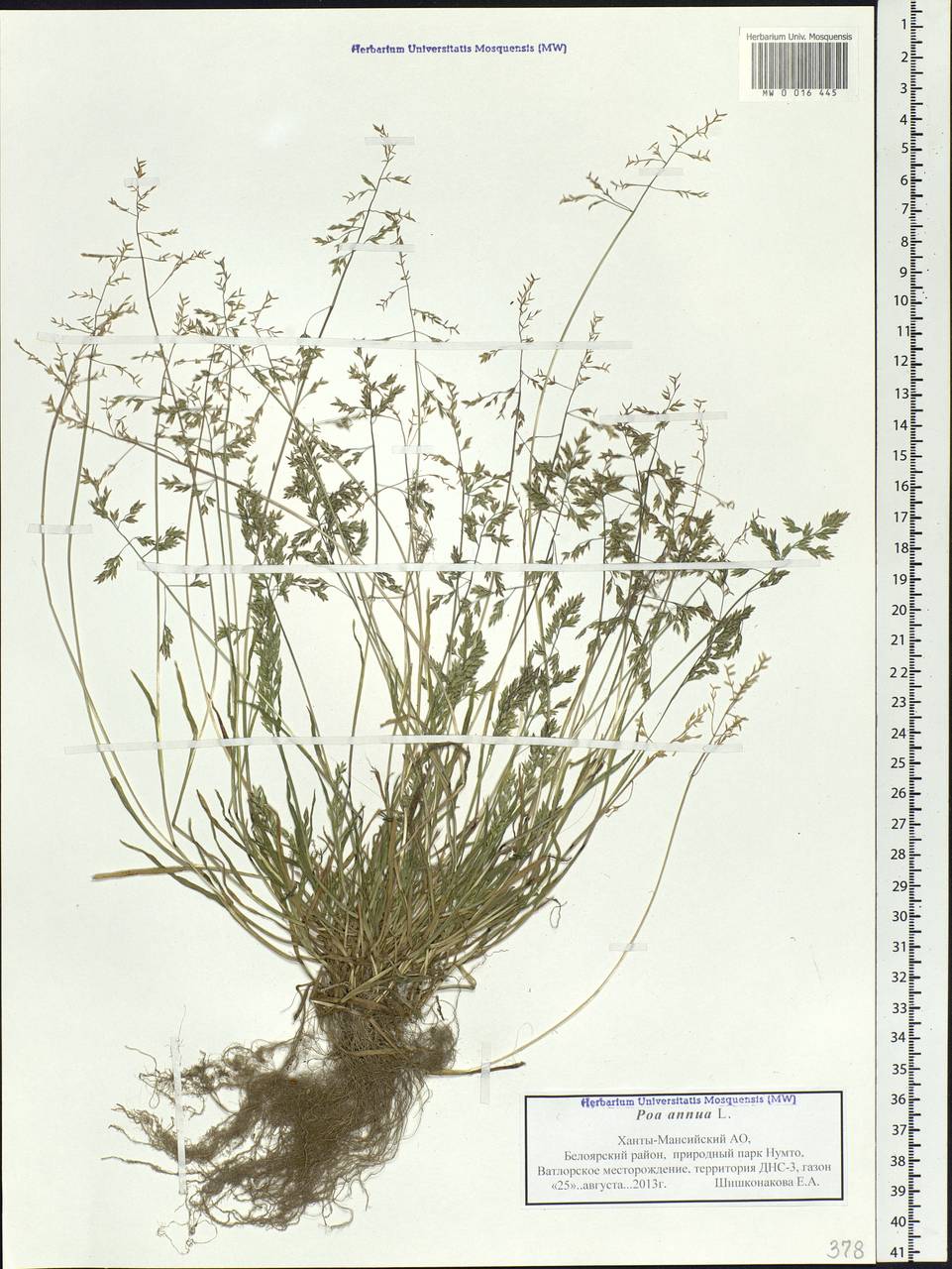 Poa annua L., Siberia, Western Siberia (S1) (Russia)