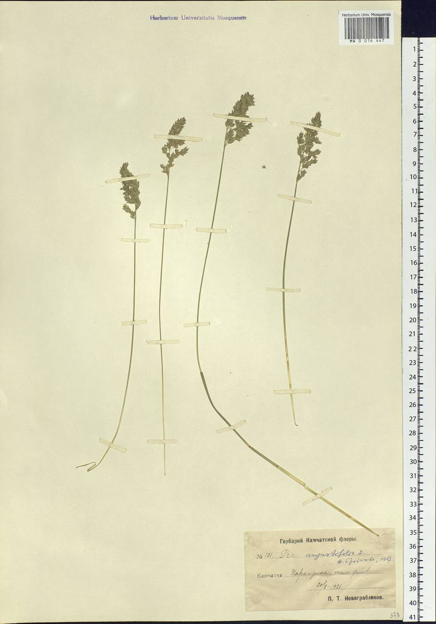 Poa angustifolia L., Siberia, Chukotka & Kamchatka (S7) (Russia)