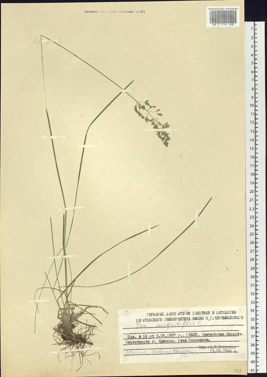 Poa angustifolia L., Siberia, Chukotka & Kamchatka (S7) (Russia)