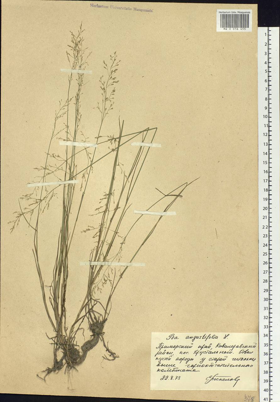 Poa angustifolia L., Siberia, Russian Far East (S6) (Russia)