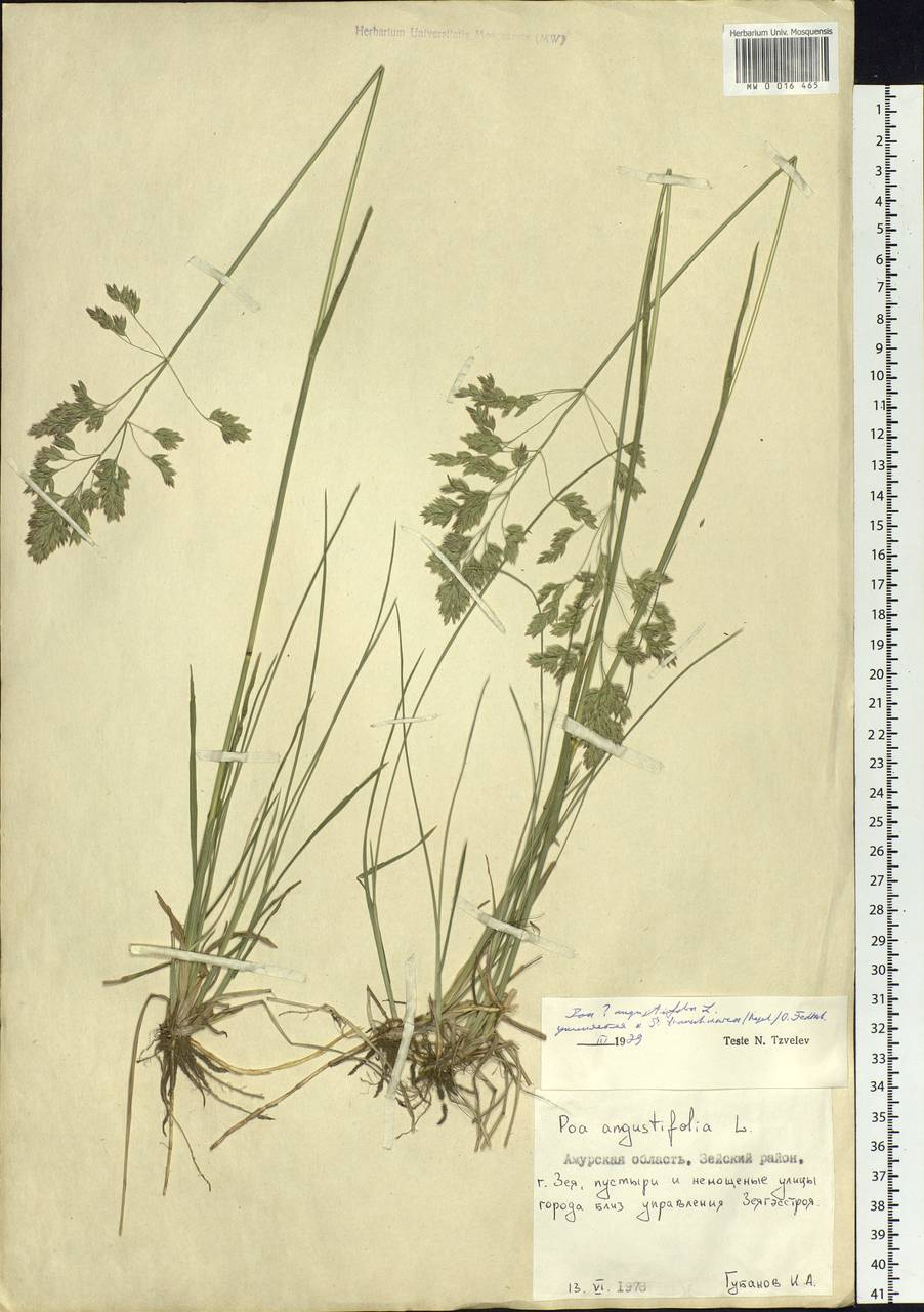 Poa angustifolia L., Siberia, Russian Far East (S6) (Russia)