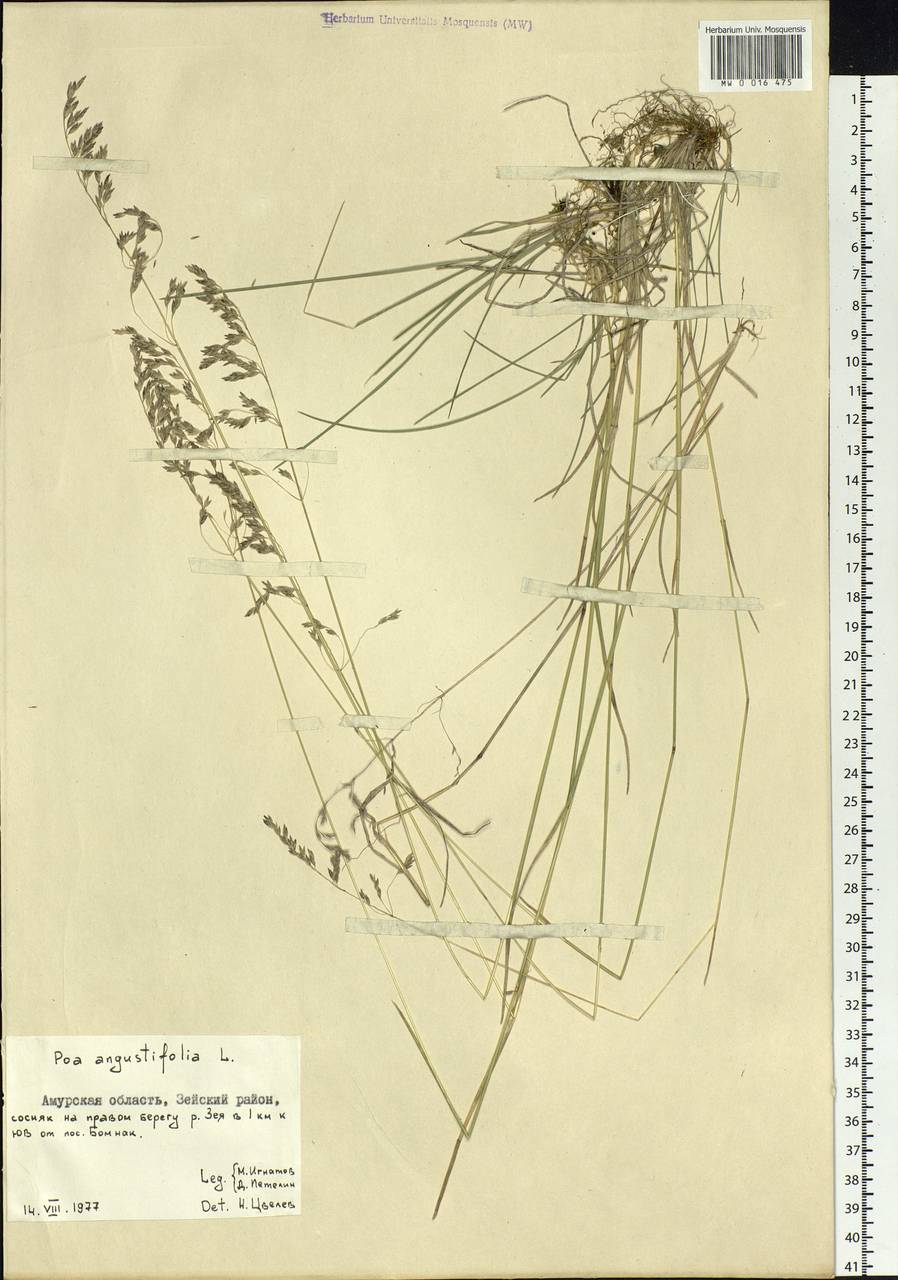 Poa angustifolia L., Siberia, Russian Far East (S6) (Russia)