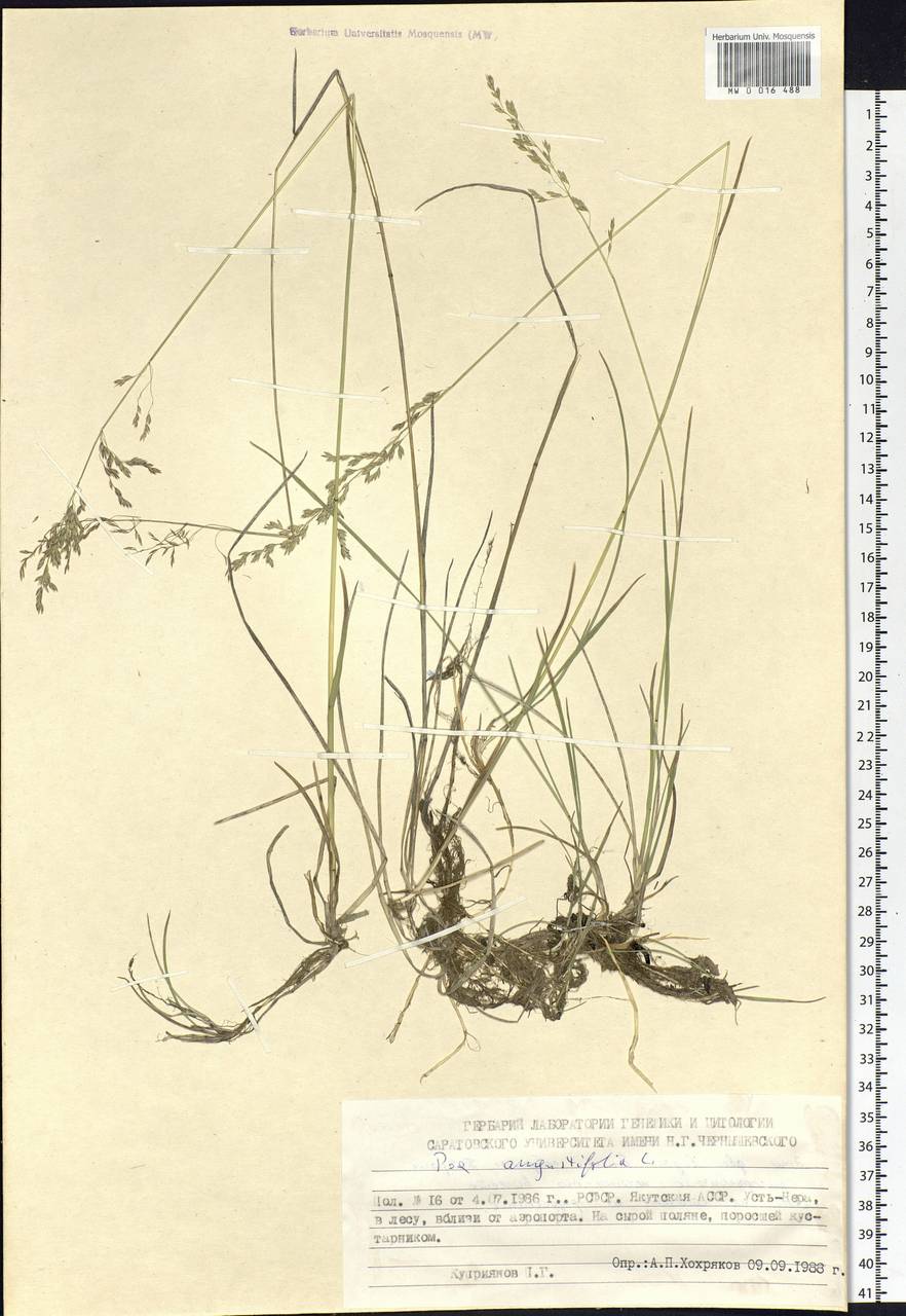 Poa angustifolia L., Siberia, Yakutia (S5) (Russia)