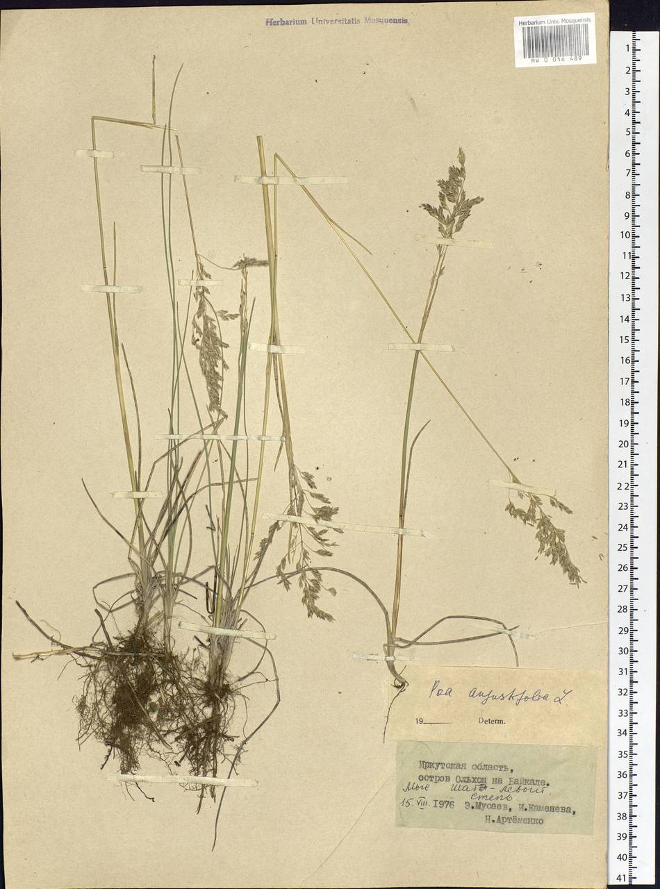 Poa angustifolia L., Siberia, Baikal & Transbaikal region (S4) (Russia)