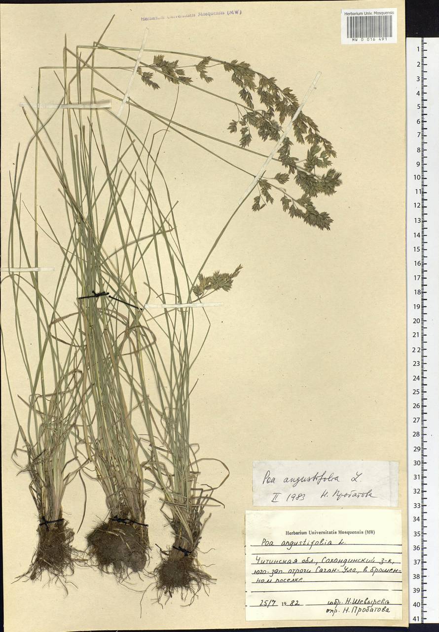 Poa angustifolia L., Siberia, Baikal & Transbaikal region (S4) (Russia)