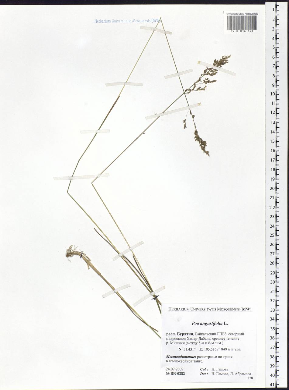 Poa angustifolia L., Siberia, Baikal & Transbaikal region (S4) (Russia)